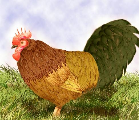 Creation of Rooster: Step 7